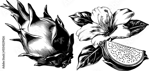 Detailed illustration of whole and sliced dragon fruit with flower for design