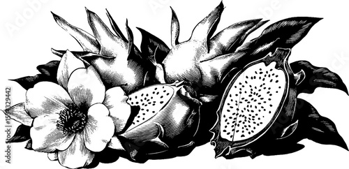 Vintage dragon fruit set with whole and sliced pieces for retro design