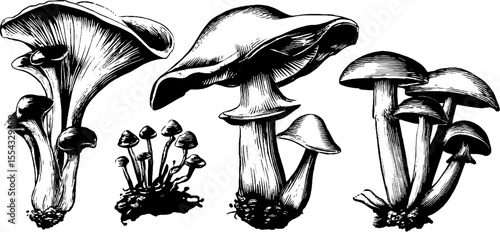 Enoki mushroom cluster and slim stalk mushrooms for culinary art and design