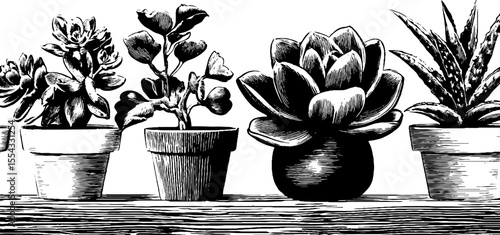 Hand drawn succulent plants on rustic shelf for home decor design