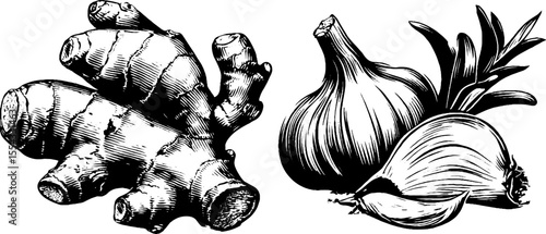 Ginger root and garlic bulb: vintage botanical illustration for culinary and herbal designs