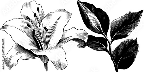 Elegant lily petal and stamen cluster for floral design projects