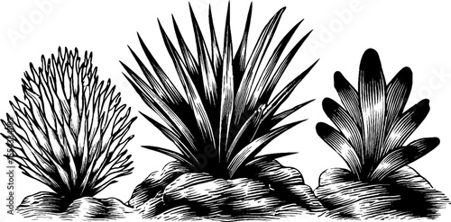 Marine life illustration featuring lionfish spines and rock ledge elements