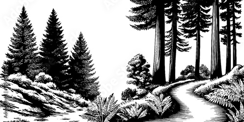 Misty pine forest and fern undergrowth scene for nature design