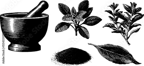 Vintage herbal elements: mortar and pestle with herb leaves and spice for retro design