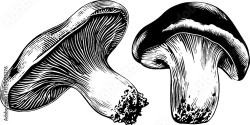 Detailed study of mushroom caps, gill undersides, and stems for botanical art design