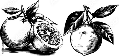 Vintage orange and half orange with leaves hand drawn sketch for retro design