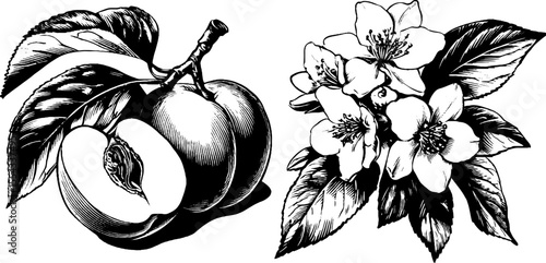 Vintage hand-drawn peaches with fuzz texture and blossoms for retro design