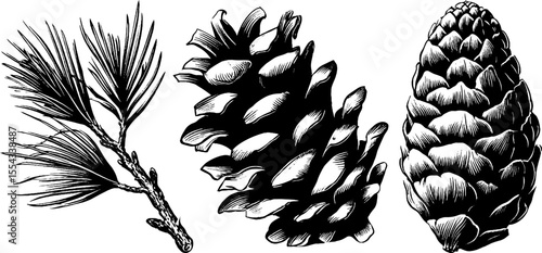 Vintage pine cone and needle cluster illustration for botanical design