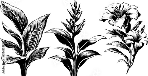 Botanical sketch of plantain leaf and flower spike with ribbed details for design projects