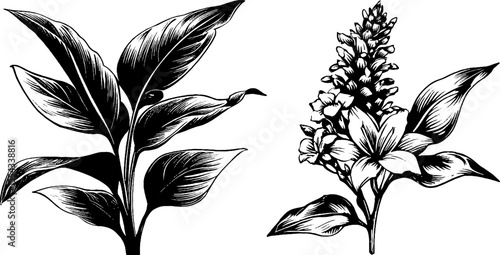 Vintage botanical study of plantain leaf and flower spike for nature design