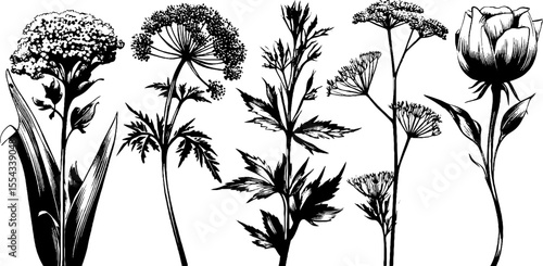 Vintage botanical collection of poison hemlock and spotted stalks for herbal study design