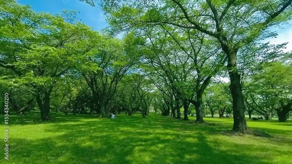 緑の公園 緑の公園