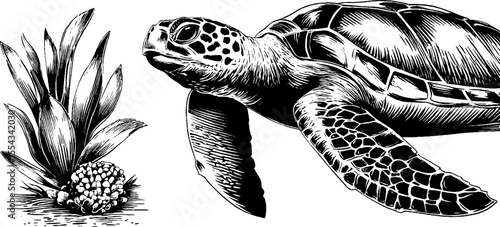 Vintage sea turtle and seagrass sketch for marine life design