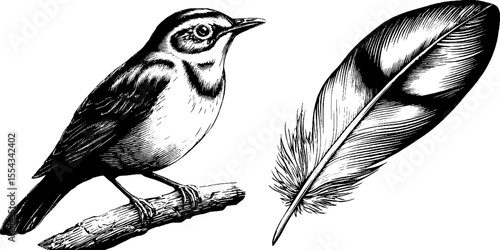 Detailed songbird and feather illustration for nature design and art projects