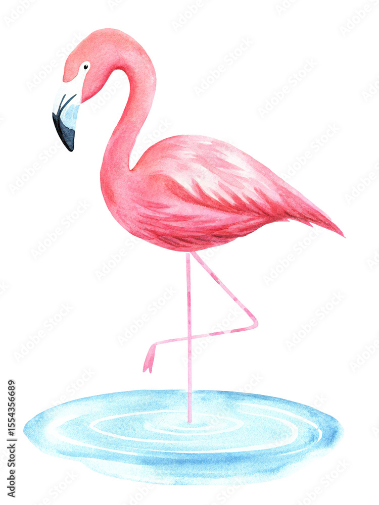 Fototapeta premium Watercolor flamingo standing in water on transparent background.