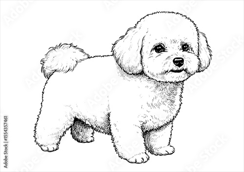 Bichon Frise pet portrait engraving intricate retro hand drawn style line art black and white vector illustration, isolated on white background