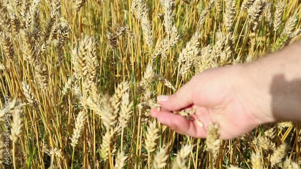 Grains of ripe wheat in a farmer's hand, checking the ripeness of wheat Grains of ripe wheat in a farmer's hand, checking the ripeness of wheat