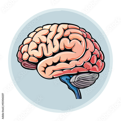 Detailed illustration of a human brain, showcasing its intricate anatomical structure and neural pathways.