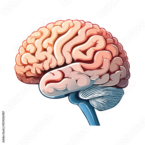 Detailed illustration of a human brain, showcasing its complex structure and anatomical features.