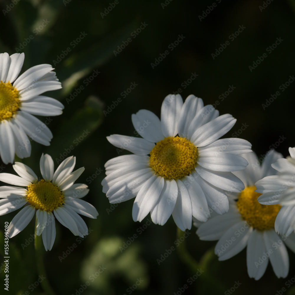 Obraz premium SUMMER LANDSCAPE - Blooming chamomile flowers in the field
