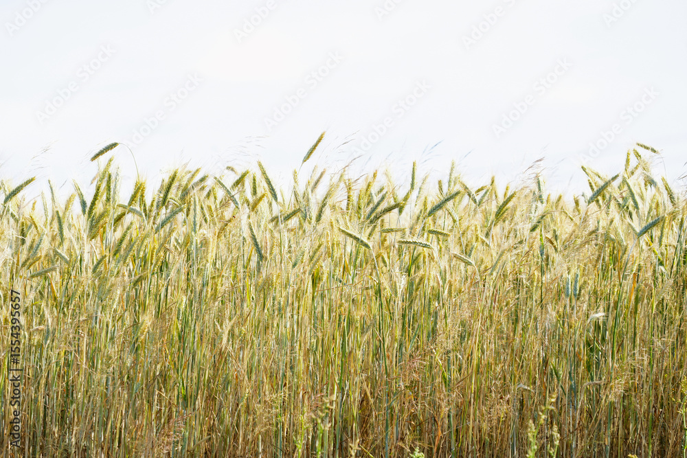Obraz premium Field with wheat cobs close-up, background photo