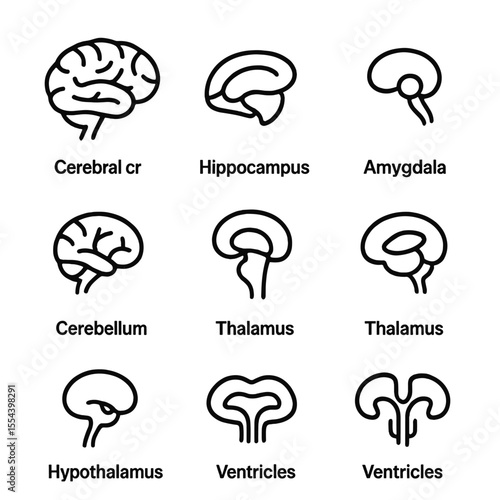 Brain Anatomy Icons. Outline icon set of brain anatomy: cerebral cortex, hippocampus, amygdala, cerebellum, brainstem, thalamus,