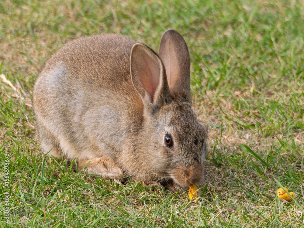 Fototapeta premium Wild baby rabbit in the grass, in sunlit, dreamy natural environment. Cute fluffy rabbit on green grass outdoors.