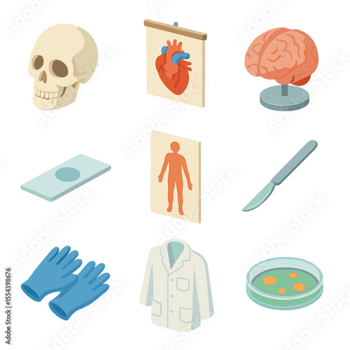 Anatomy Study Icon Set. Isometric Flat icon set of anatomy study supplies: skeletal skull, heart diagram poster, brain model,