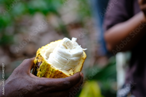 Close-up of Cocoa Pod in Hand