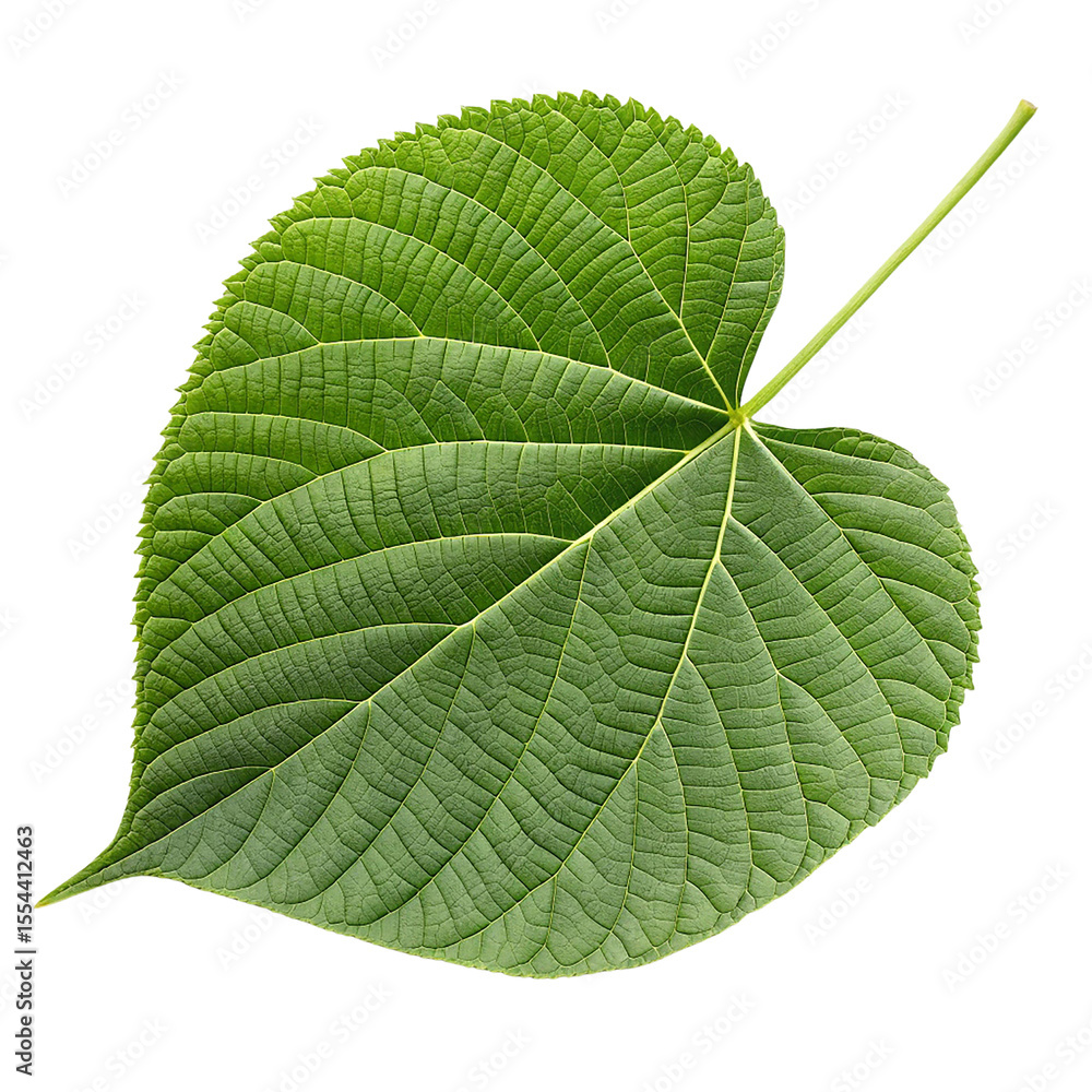 Obraz premium kava-leaf