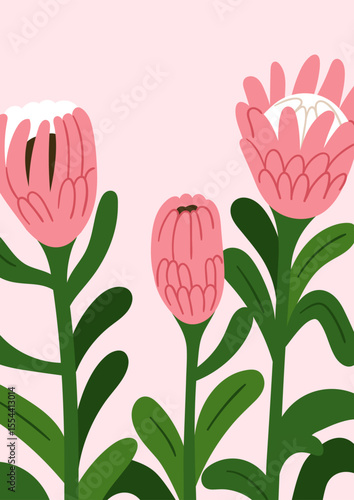 Floral card design. Blooming protea flowers, gorgeous exotic African blossoms, delicate petals, leaves. Romantic botanical poster, summer garden background, postcard. Flat vector illustration