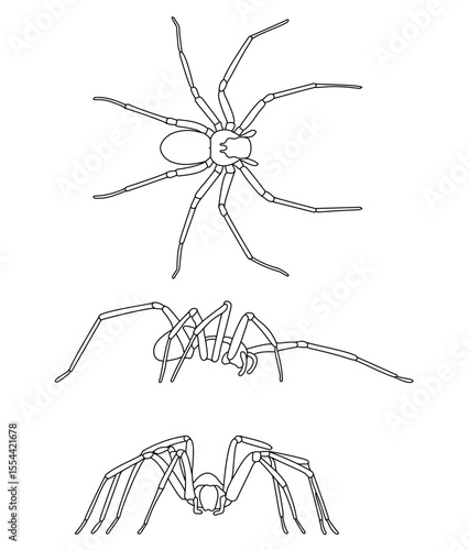 Arachnids Brown Recluse Spider