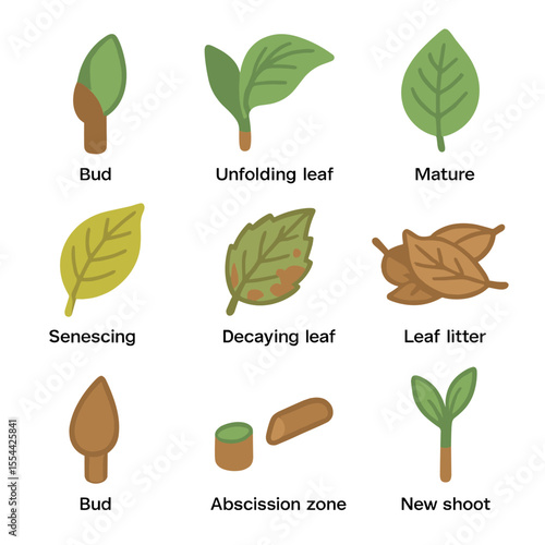 Leaf Lifecycle Icons. Isometric Flat icon set of leaf lifecycle stages: leaf bud, unfolding leaf, mature leaf, senescing leaf,
