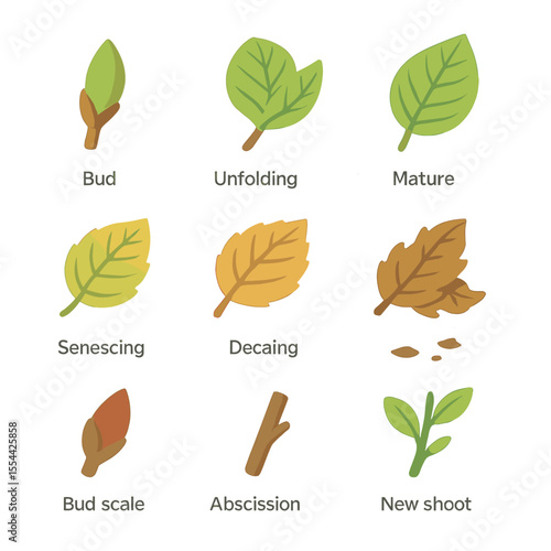 Leaf Lifecycle Icons. Isometric Flat icon set of leaf lifecycle stages: leaf bud, unfolding leaf, mature leaf, senescing leaf,