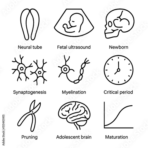 Neuroscience Icon Set. Outline icon set of developmental neuroscience: neural tube, fetal brain ultrasound, newborn skull,