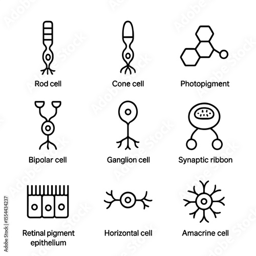 Photoreceptor Icon Set. Outline icon set of photoreceptors and synapses: rod cell, cone cell, photopigment, bipolar cell, ganglion