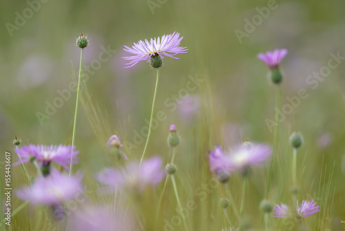 Paisaje floral primavera