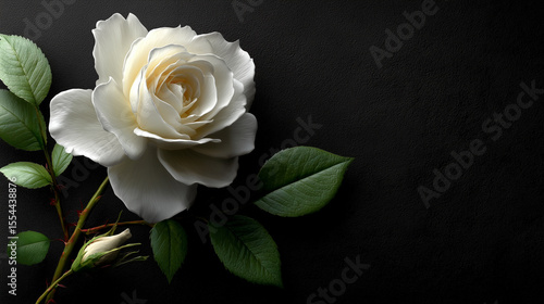 Elegant white rose with green leaves on dark textured background symbolizing purity sympathy and classic romantic expression
