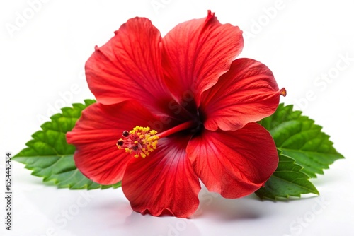 Red hibiscus Flower Isolated on White Background 