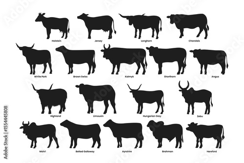 Different types of cow silhouette set collection, breeds of domestic cow cartoon, dairy farming, calf vector illustration, suitable for education poster infographic guide catalog, flat style.