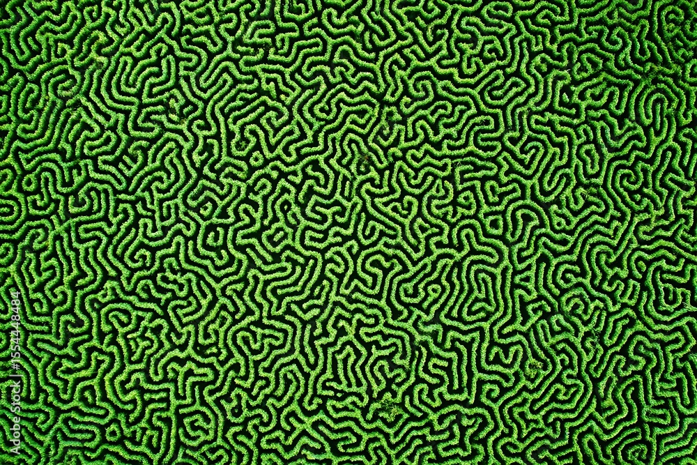 Intricate green labyrinth pattern closeup view Intricate green labyrinth pattern closeup view