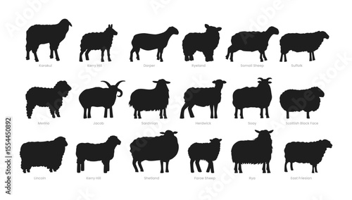 Different types of sheep silhouette set collection, breeds of domestic sheep cartoon, dairy farming, lamb sheep vector illustration, suitable for education poster infographic guide catalog