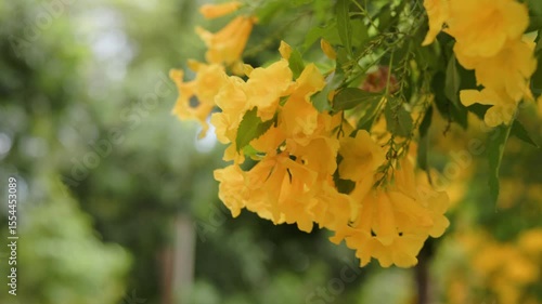 The Yellow trumpet-flower sway in the gentle breeze, looking at them is beautiful and pleasing to the eyes. green background