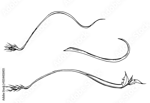 Vine tendril creeper of tree berry flower bush plant stem branch twig leaves hand drawn in vector ink. Botanical illustration isolated element. Wedding stationery, florist shop, bouquet embellishment