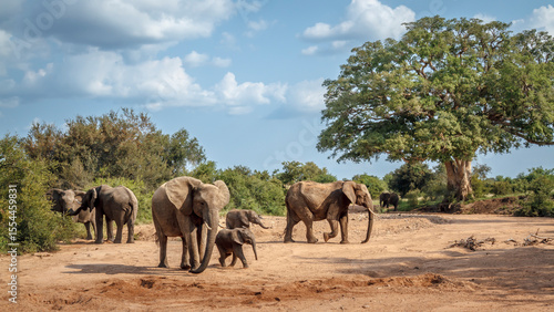 Fotografie African bush elephant group with calf walking in dry riverbed in Kruger National