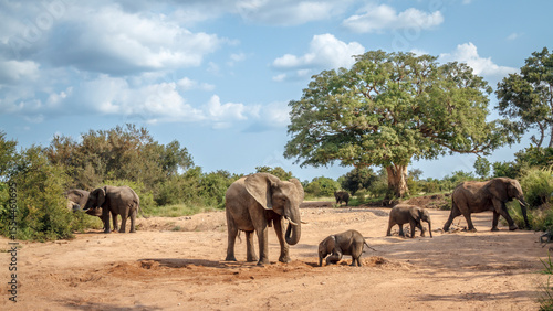 Fotografie African bush elephant group with calf walking in dry riverbed in Kruger National