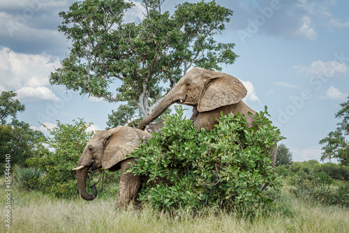 Two African bush elephants mating in the bush in Kruger National park, South Africa ; Specie Loxodonta africana family of Elephantidae