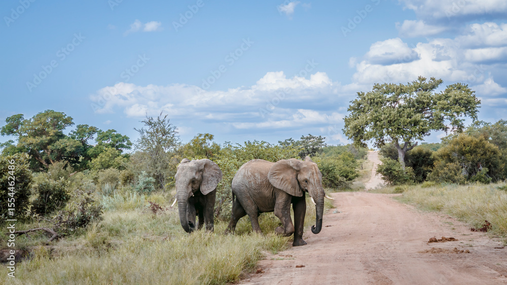 Obraz premium Two African bush elephants on safari gravel road in Kruger National park, South Africa ; Specie Loxodonta africana family of Elephantidae