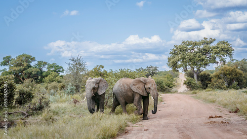 Two African bush elephants on safari gravel road in Kruger National park, South Africa ; Specie Loxodonta africana family of Elephantidae